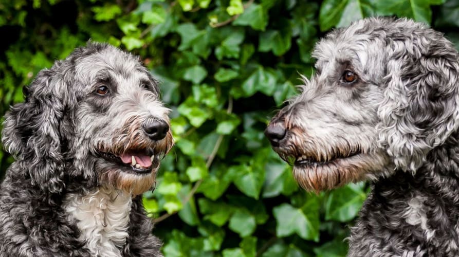 Gryphon and Rigby, inHarmony therapy dogs